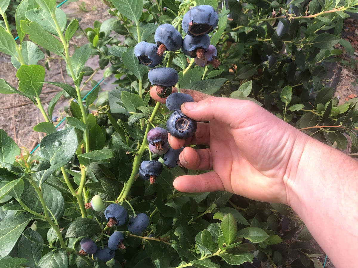 Hand holding blueberry bush.