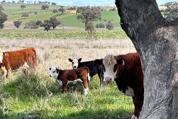 Poll Hereford cattle in farm paddock.