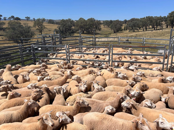 Sheep in farm livestock yard. 