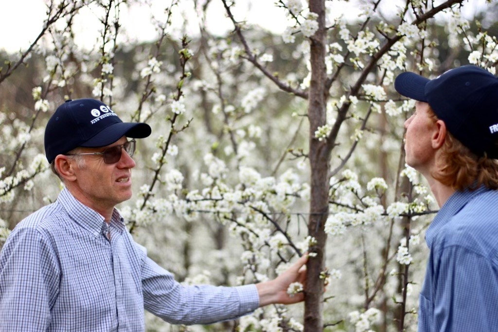 Orchard Blossoms