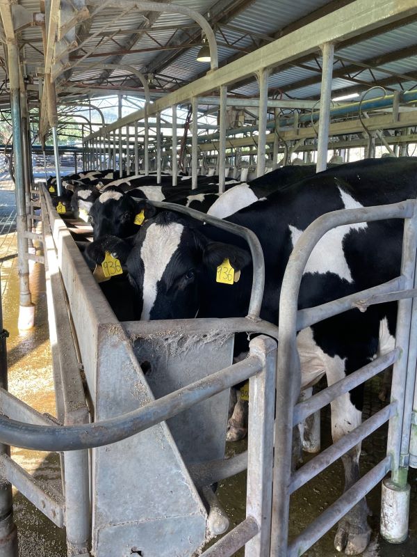 Holstein cattle standing in stalls 