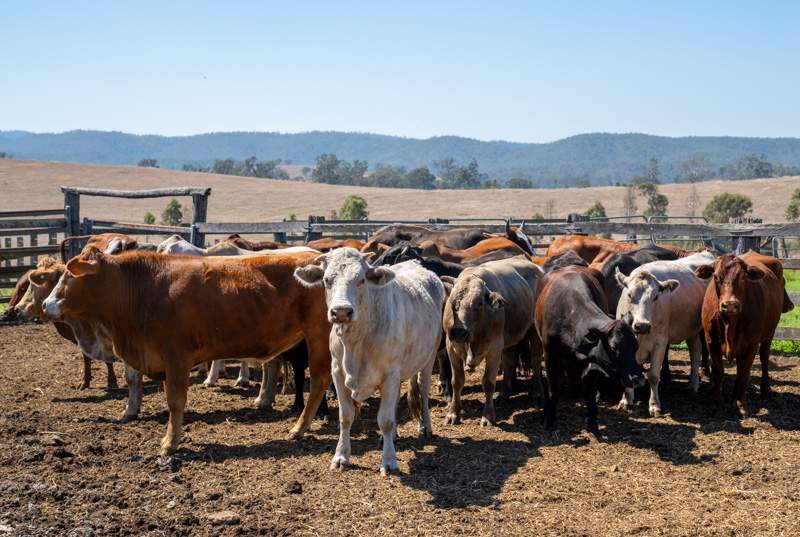 Cattle in stockyard