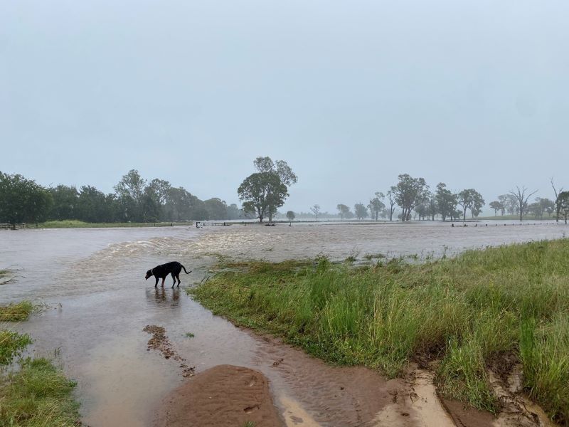 Floodwater over farm property with dog in foreground