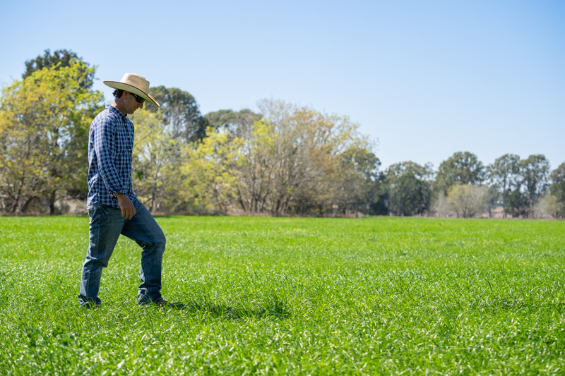 Man walking through pasture