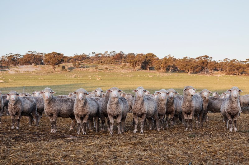 A flock of merino sheep